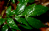  ( - BioBot01812)  @11 [ ] CreativeCommons - Attribution Non-Commercial Share-Alike (2010) Daniel H. Janzen Guanacaste Dry Forest Conservation Fund