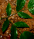  ( - BioBot01812)  @11 [ ] CreativeCommons - Attribution Non-Commercial Share-Alike (2010) Daniel H. Janzen Guanacaste Dry Forest Conservation Fund