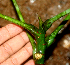  ( - BioBot01814)  @11 [ ] CreativeCommons - Attribution Non-Commercial Share-Alike (2010) Daniel H. Janzen Guanacaste Dry Forest Conservation Fund