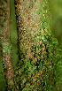  ( - BioBot01816)  @11 [ ] CreativeCommons - Attribution Non-Commercial Share-Alike (2010) Daniel H. Janzen Guanacaste Dry Forest Conservation Fund