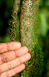  ( - BioBot01816)  @11 [ ] CreativeCommons - Attribution Non-Commercial Share-Alike (2010) Daniel H. Janzen Guanacaste Dry Forest Conservation Fund