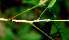  ( - BioBot01816)  @11 [ ] CreativeCommons - Attribution Non-Commercial Share-Alike (2010) Daniel H. Janzen Guanacaste Dry Forest Conservation Fund