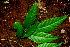  ( - BioBot01816)  @11 [ ] CreativeCommons - Attribution Non-Commercial Share-Alike (2010) Daniel H. Janzen Guanacaste Dry Forest Conservation Fund