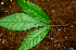  ( - BioBot01816)  @11 [ ] CreativeCommons - Attribution Non-Commercial Share-Alike (2010) Daniel H. Janzen Guanacaste Dry Forest Conservation Fund