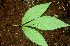  ( - BioBot01816)  @11 [ ] CreativeCommons - Attribution Non-Commercial Share-Alike (2010) Daniel H. Janzen Guanacaste Dry Forest Conservation Fund