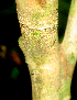  ( - BioBot01817)  @11 [ ] CreativeCommons - Attribution Non-Commercial Share-Alike (2010) Daniel H. Janzen Guanacaste Dry Forest Conservation Fund