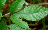  ( - BioBot01817)  @11 [ ] CreativeCommons - Attribution Non-Commercial Share-Alike (2010) Daniel H. Janzen Guanacaste Dry Forest Conservation Fund