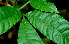  ( - BioBot01817)  @11 [ ] CreativeCommons - Attribution Non-Commercial Share-Alike (2010) Daniel H. Janzen Guanacaste Dry Forest Conservation Fund