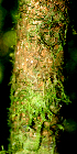 ( - BioBot01818)  @11 [ ] CreativeCommons - Attribution Non-Commercial Share-Alike (2010) Daniel H. Janzen Guanacaste Dry Forest Conservation Fund
