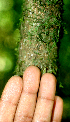  ( - BioBot01818)  @11 [ ] CreativeCommons - Attribution Non-Commercial Share-Alike (2010) Daniel H. Janzen Guanacaste Dry Forest Conservation Fund