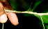  ( - BioBot01818)  @11 [ ] CreativeCommons - Attribution Non-Commercial Share-Alike (2010) Daniel H. Janzen Guanacaste Dry Forest Conservation Fund