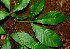  ( - BioBot01818)  @11 [ ] CreativeCommons - Attribution Non-Commercial Share-Alike (2010) Daniel H. Janzen Guanacaste Dry Forest Conservation Fund