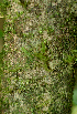  ( - BioBot01825)  @11 [ ] CreativeCommons - Attribution Non-Commercial Share-Alike (2010) Daniel H. Janzen Guanacaste Dry Forest Conservation Fund