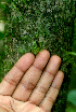  ( - BioBot01825)  @11 [ ] CreativeCommons - Attribution Non-Commercial Share-Alike (2010) Daniel H. Janzen Guanacaste Dry Forest Conservation Fund
