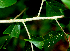  ( - BioBot01825)  @11 [ ] CreativeCommons - Attribution Non-Commercial Share-Alike (2010) Daniel H. Janzen Guanacaste Dry Forest Conservation Fund