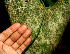  ( - BioBot01826)  @11 [ ] CreativeCommons - Attribution Non-Commercial Share-Alike (2010) Daniel H. Janzen Guanacaste Dry Forest Conservation Fund