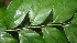  ( - BioBot01826)  @11 [ ] CreativeCommons - Attribution Non-Commercial Share-Alike (2010) Daniel H. Janzen Guanacaste Dry Forest Conservation Fund