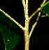  ( - BioBot01826)  @11 [ ] CreativeCommons - Attribution Non-Commercial Share-Alike (2010) Daniel H. Janzen Guanacaste Dry Forest Conservation Fund