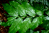  ( - BioBot01826)  @11 [ ] CreativeCommons - Attribution Non-Commercial Share-Alike (2010) Daniel H. Janzen Guanacaste Dry Forest Conservation Fund