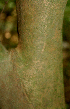  (Alchornea Espinoza5708 - BioBot01828)  @11 [ ] CreativeCommons - Attribution Non-Commercial Share-Alike (2010) Daniel H. Janzen Guanacaste Dry Forest Conservation Fund