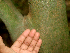  ( - BioBot01828)  @11 [ ] CreativeCommons - Attribution Non-Commercial Share-Alike (2010) Daniel H. Janzen Guanacaste Dry Forest Conservation Fund