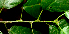 ( - BioBot01828)  @11 [ ] CreativeCommons - Attribution Non-Commercial Share-Alike (2010) Daniel H. Janzen Guanacaste Dry Forest Conservation Fund