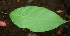  ( - BioBot01828)  @11 [ ] CreativeCommons - Attribution Non-Commercial Share-Alike (2010) Daniel H. Janzen Guanacaste Dry Forest Conservation Fund
