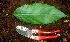  ( - BioBot01828)  @11 [ ] CreativeCommons - Attribution Non-Commercial Share-Alike (2010) Daniel H. Janzen Guanacaste Dry Forest Conservation Fund