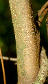  ( - BioBot01829)  @11 [ ] CreativeCommons - Attribution Non-Commercial Share-Alike (2010) Daniel H. Janzen Guanacaste Dry Forest Conservation Fund