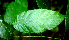  ( - BioBot01829)  @11 [ ] CreativeCommons - Attribution Non-Commercial Share-Alike (2010) Daniel H. Janzen Guanacaste Dry Forest Conservation Fund