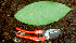  ( - BioBot01829)  @11 [ ] CreativeCommons - Attribution Non-Commercial Share-Alike (2010) Daniel H. Janzen Guanacaste Dry Forest Conservation Fund