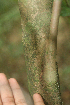  ( - BioBot01830)  @11 [ ] CreativeCommons - Attribution Non-Commercial Share-Alike (2010) Daniel H. Janzen Guanacaste Dry Forest Conservation Fund