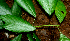  ( - BioBot01830)  @11 [ ] CreativeCommons - Attribution Non-Commercial Share-Alike (2010) Daniel H. Janzen Guanacaste Dry Forest Conservation Fund