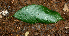  ( - BioBot01830)  @11 [ ] CreativeCommons - Attribution Non-Commercial Share-Alike (2010) Daniel H. Janzen Guanacaste Dry Forest Conservation Fund
