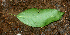  ( - BioBot01830)  @11 [ ] CreativeCommons - Attribution Non-Commercial Share-Alike (2010) Daniel H. Janzen Guanacaste Dry Forest Conservation Fund
