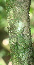  (Dendropanax querceti - BioBot01831)  @11 [ ] CreativeCommons - Attribution Non-Commercial Share-Alike (2010) Daniel H. Janzen Guanacaste Dry Forest Conservation Fund