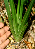  ( - BioBot01837)  @11 [ ] CreativeCommons - Attribution Non-Commercial Share-Alike (2010) Daniel H. Janzen Guanacaste Dry Forest Conservation Fund