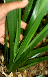  ( - BioBot01838)  @11 [ ] CreativeCommons - Attribution Non-Commercial Share-Alike (2010) Daniel H. Janzen Guanacaste Dry Forest Conservation Fund