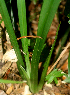  ( - BioBot01839)  @11 [ ] CreativeCommons - Attribution Non-Commercial Share-Alike (2010) Daniel H. Janzen Guanacaste Dry Forest Conservation Fund