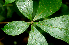  (Jacaratia - BioBot01852)  @11 [ ] CreativeCommons - Attribution Non-Commercial Share-Alike (2010) Daniel H. Janzen Guanacaste Dry Forest Conservation Fund