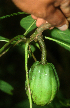  ( - BioBot01853)  @11 [ ] CreativeCommons - Attribution Non-Commercial Share-Alike (2010) Daniel H. Janzen Guanacaste Dry Forest Conservation Fund