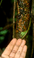  ( - BioBot01859)  @11 [ ] CreativeCommons - Attribution Non-Commercial Share-Alike (2010) Daniel H. Janzen Guanacaste Dry Forest Conservation Fund