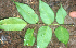  ( - BioBot01859)  @11 [ ] CreativeCommons - Attribution Non-Commercial Share-Alike (2010) Daniel H. Janzen Guanacaste Dry Forest Conservation Fund