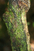  ( - BioBot01860)  @11 [ ] CreativeCommons - Attribution Non-Commercial Share-Alike (2010) Daniel H. Janzen Guanacaste Dry Forest Conservation Fund