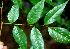  ( - BioBot01860)  @11 [ ] CreativeCommons - Attribution Non-Commercial Share-Alike (2010) Daniel H. Janzen Guanacaste Dry Forest Conservation Fund