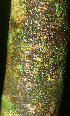  ( - BioBot01861)  @11 [ ] CreativeCommons - Attribution Non-Commercial Share-Alike (2010) Daniel H. Janzen Guanacaste Dry Forest Conservation Fund