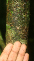  ( - BioBot01861)  @11 [ ] CreativeCommons - Attribution Non-Commercial Share-Alike (2010) Daniel H. Janzen Guanacaste Dry Forest Conservation Fund