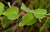  ( - BioBot01872)  @11 [ ] CreativeCommons - Attribution Non-Commercial Share-Alike (2010) Daniel H. Janzen Guanacaste Dry Forest Conservation Fund