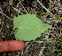  ( - BioBot01873)  @11 [ ] CreativeCommons - Attribution Non-Commercial Share-Alike (2010) Daniel H. Janzen Guanacaste Dry Forest Conservation Fund