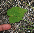  ( - BioBot01873)  @11 [ ] CreativeCommons - Attribution Non-Commercial Share-Alike (2010) Daniel H. Janzen Guanacaste Dry Forest Conservation Fund